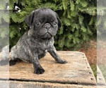 Small #1 Pug