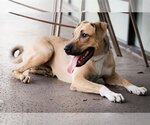 Small German Shepherd Dog Mix