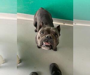 Bulldog-Unknown Mix Dogs for adoption in Visalia, CA, USA