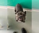Small Bulldog Mix