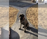 Small Photo #1 Mastiff Puppy For Sale in FORT SHAW, MT, USA