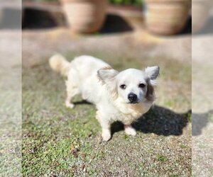 Patrick, A Papillon mix male - Male Papillon-Unknown Mix Dog for Adoption - Photo #2