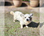 Small Photo #2 Papillon-Unknown Mix Puppy For Sale in Arlington, WA, USA