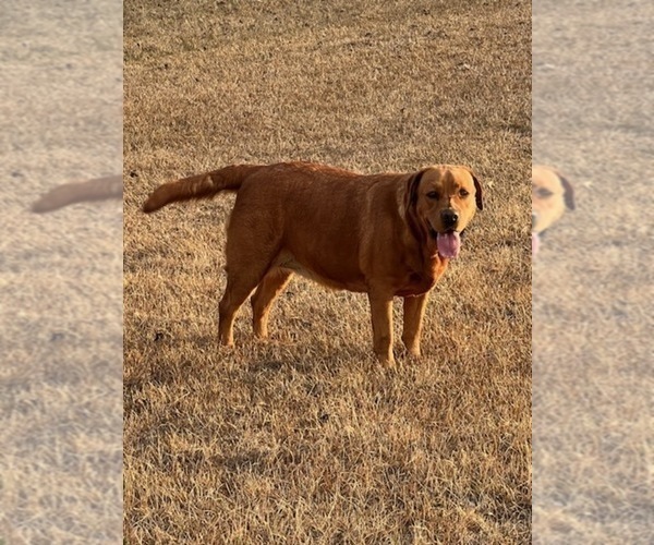 Medium Photo #1 Labrador Retriever Puppy For Sale in PINE HILL, AL, USA