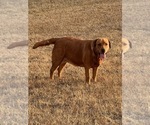 Small Photo #1 Labrador Retriever Puppy For Sale in PINE HILL, AL, USA