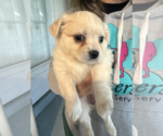 Small #2 Maltese Mix