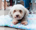 Small #1 Poodle (Miniature)