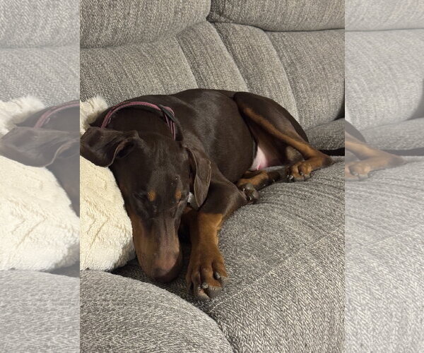 Medium Photo #6 Doberman Pinscher Puppy For Sale in Minneaoplis, MN, USA