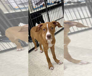 Staffordshire Bull Terrier-Unknown Mix Dogs for adoption in Conway, AR, USA