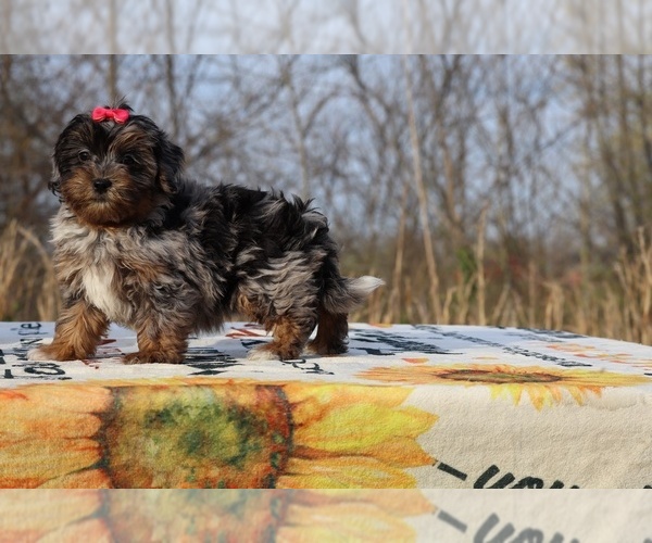 Medium Photo #32 ShihPoo Puppy For Sale in DYERSBURG, TN, USA