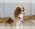Small Photo #1 Cavalier King Charles Spaniel Puppy For Sale in WILLIAMSBURG, PA, USA