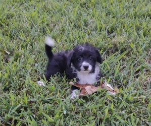 Pembroke Welsh Corgi-Poodle (Toy) Mix Puppy for sale in LEBANON, MO, USA