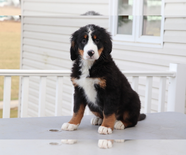 Medium Photo #3 Bernese Mountain Dog Puppy For Sale in SHILOH, OH, USA