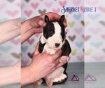 Small Photo #4 Miniature Bull Terrier Puppy For Sale in Dnipro, Dnipro, Ukraine