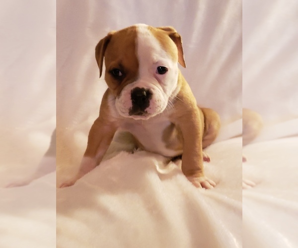 Medium Photo #1 American Bulldog Puppy For Sale in VERBENA, AL, USA