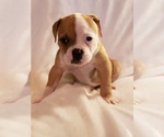 Small Photo #1 American Bulldog Puppy For Sale in VERBENA, AL, USA