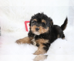 Aussie-Poo Puppy for sale in SHILOH, OH, USA