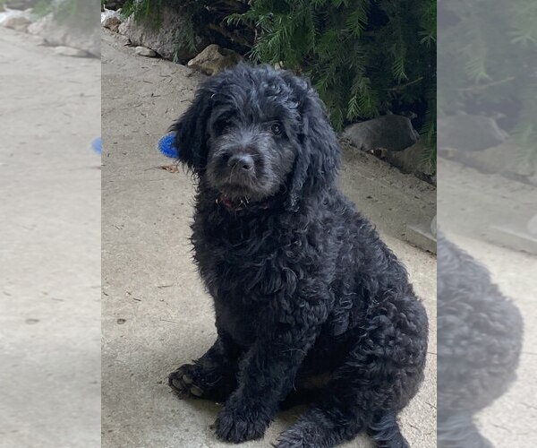 Medium Photo #11 Goldendoodle Puppy For Sale in PARKER CITY, IN, USA