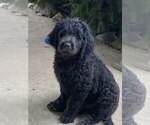 Small #10 Goldendoodle