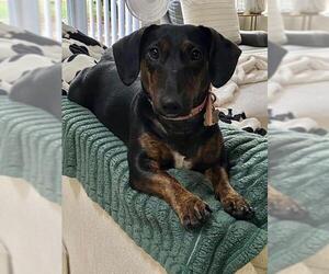 Puppy Norman  -  Bonded With Daisy  - So Ca - Male Doxie-Pin Dog for Adoption - Photo #2