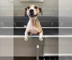 American Pit Bull Terrier-Beagle Mix Dogs for adoption in Charlotte, NC, USA
