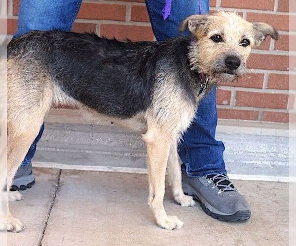 Medium Photo #5 Border Terrier-Unknown Mix Puppy For Sale in Carrollton, TX, USA