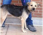 Small #4 Border Terrier Mix