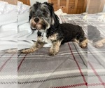 Small Photo #8 YorkiePoo Puppy For Sale in STRAWBERRY PLAINS, TN, USA