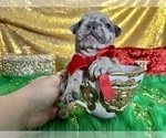 Small Photo #34 French Bulldog Puppy For Sale in HAYWARD, CA, USA