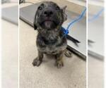 Small German Shepherd Dog Mix