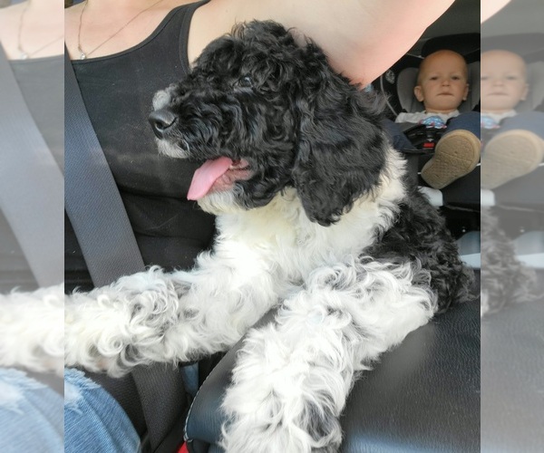 Medium Photo #4 Goldendoodle Puppy For Sale in KNOXVILLE, TN, USA