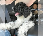 Small Photo #4 Goldendoodle Puppy For Sale in KNOXVILLE, TN, USA