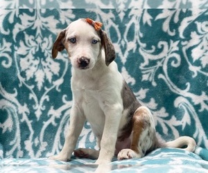 Australian Shepherd-Catahoula Leopard Dog Mix Puppy for sale in LAKELAND, FL, USA