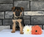 Small Photo #1 German Shepherd Dog Puppy For Sale in MILLERSBURG, OH, USA