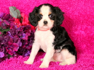 Cavalier King Charles Spaniel Puppy for sale in MOUNT JOY, PA, USA
