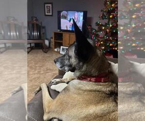Tilly Female, SC. - Female Mutt Dog for Adoption - Photo #2