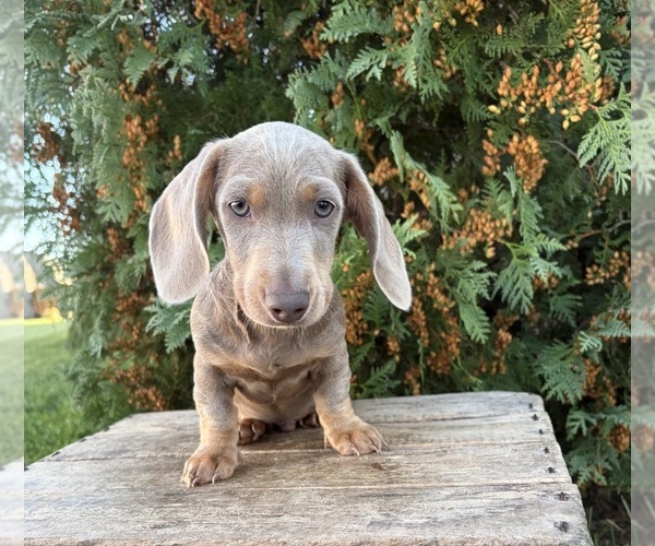 Medium Photo #3 Dachshund Puppy For Sale in MIDDLEBURY, IN, USA