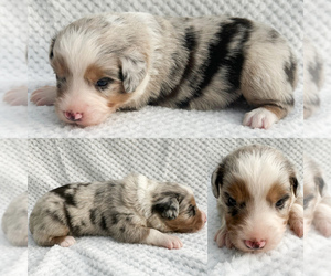 Miniature Australian Shepherd Puppy for sale in BROOKER, FL, USA