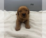 Small #2 Golden Retriever