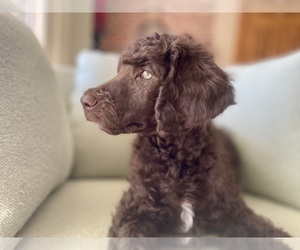 Poodle (Standard) Puppy for sale in BEDFORD, IN, USA