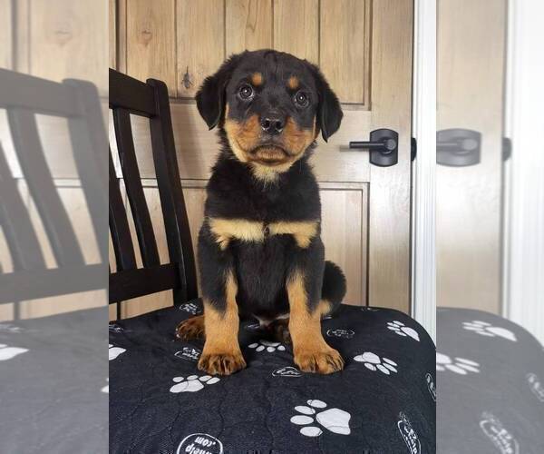 Medium Photo #4 Rottweiler Puppy For Sale in FRANKLIN, IN, USA