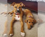 Small Photo #7 Black Mouth Cur-Unknown Mix Puppy For Sale in Orlando, FL, USA