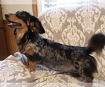 Small Photo #1 Dachshund Puppy For Sale in SHILOH, OH, USA