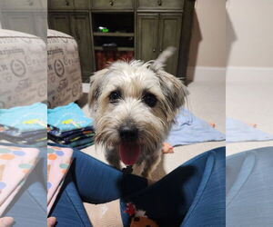 Silky Terrier-Unknown Mix Dogs for adoption in Holly Springs, NC, USA