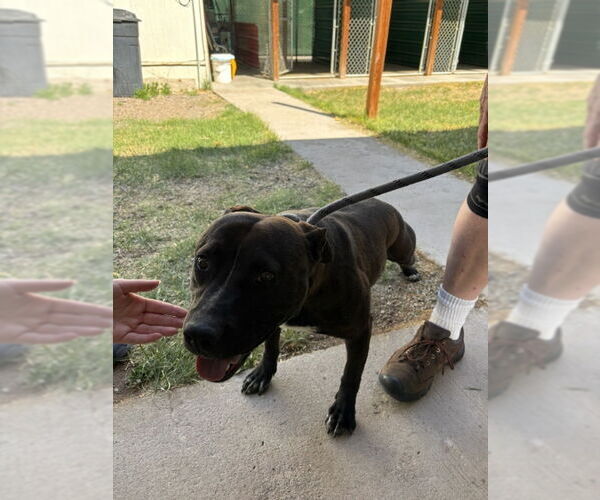 Medium Photo #6 American Pit Bull Terrier-Unknown Mix Puppy For Sale in Monte Vista, CO, USA