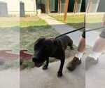Small #5 American Pit Bull Terrier Mix