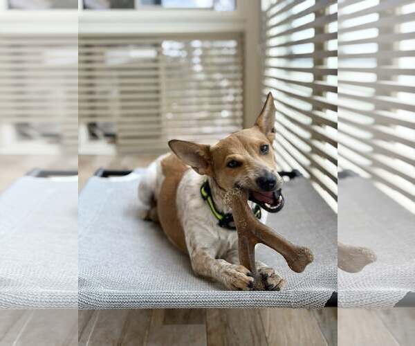 Medium Photo #2 Mutt Puppy For Sale in Paso Robles, CA, USA