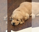Puppy Buddy Golden Retriever