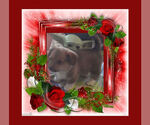 Small Photo #7 Pembroke Welsh Corgi Puppy For Sale in LOVELAND, CO, USA