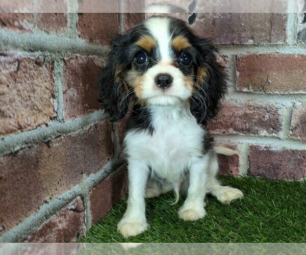 Medium Photo #14 Cavalier King Charles Spaniel Puppy For Sale in MOBERLY, MO, USA